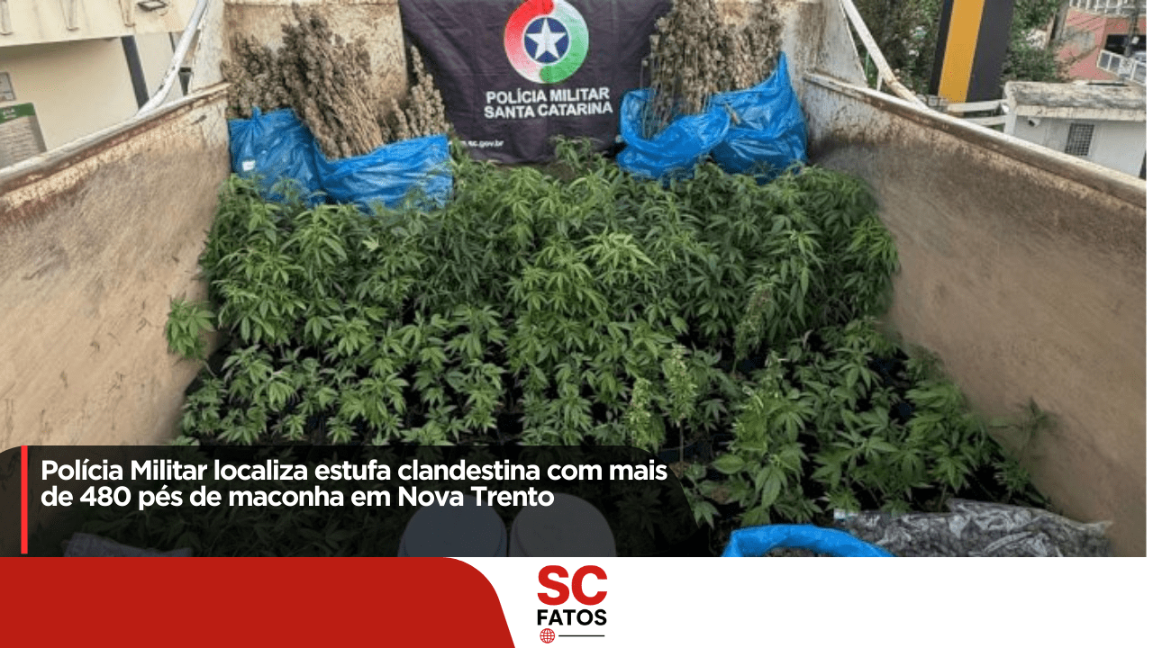 Polícia Militar localiza estufa clandestina com mais de 480 pés de maconha em Nova Trento