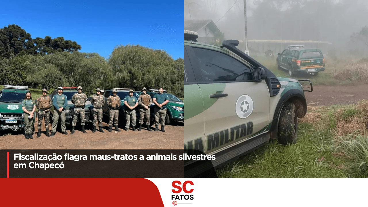 Fiscalização flagra maus-tratos a animais silvestres em Chapecó