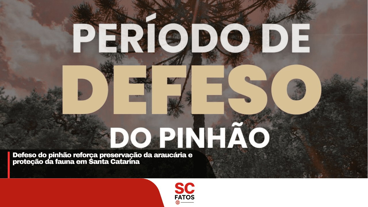Defeso do pinhão reforça preservação da araucária e proteção da fauna em Santa Catarina