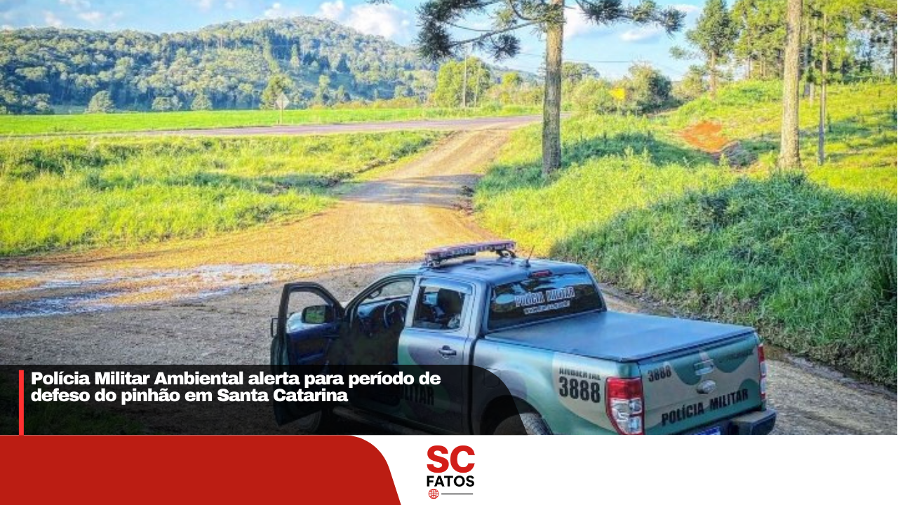 Polícia Militar Ambiental alerta para período de defeso do pinhão em Santa Catarina