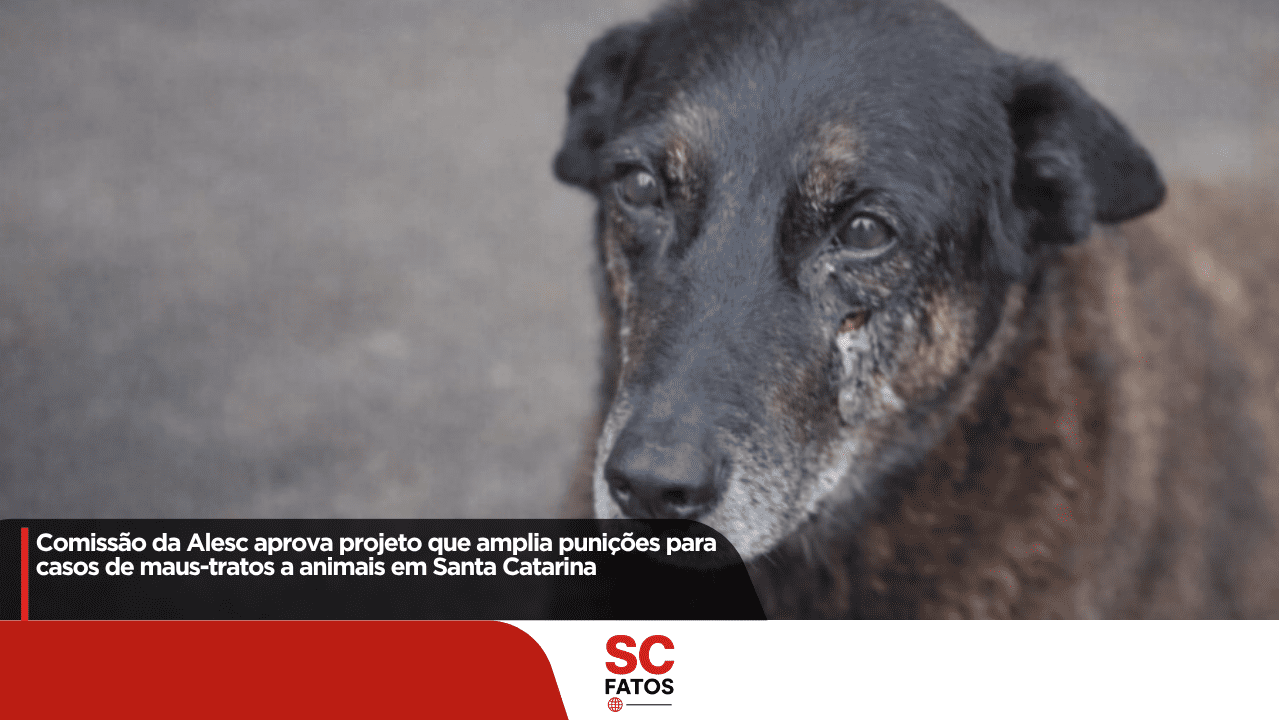 Comissão da Alesc aprova projeto que amplia punições para casos de maus-tratos a animais em Santa Catarina