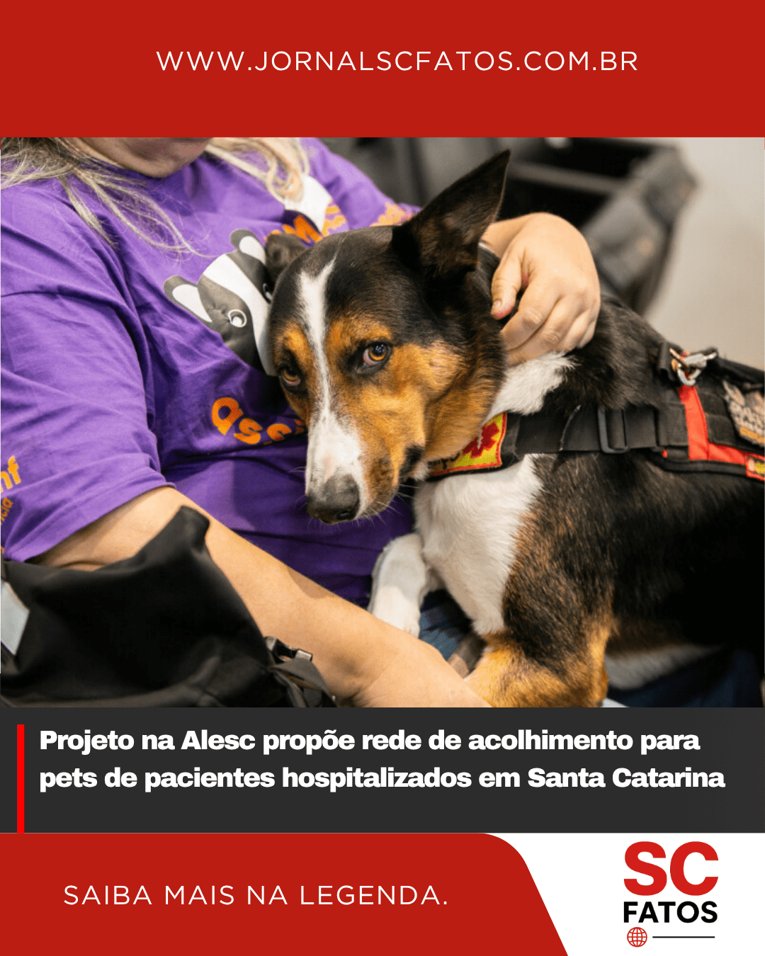 Projeto na Alesc propõe rede de acolhimento para pets de pacientes hospitalizados em Santa Catarina