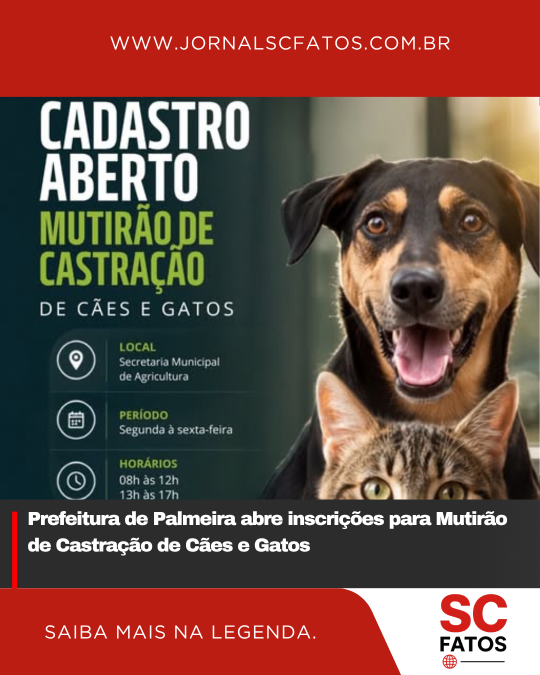 Prefeitura de Palmeira abre inscrições para Mutirão de Castração de Cães e Gatos