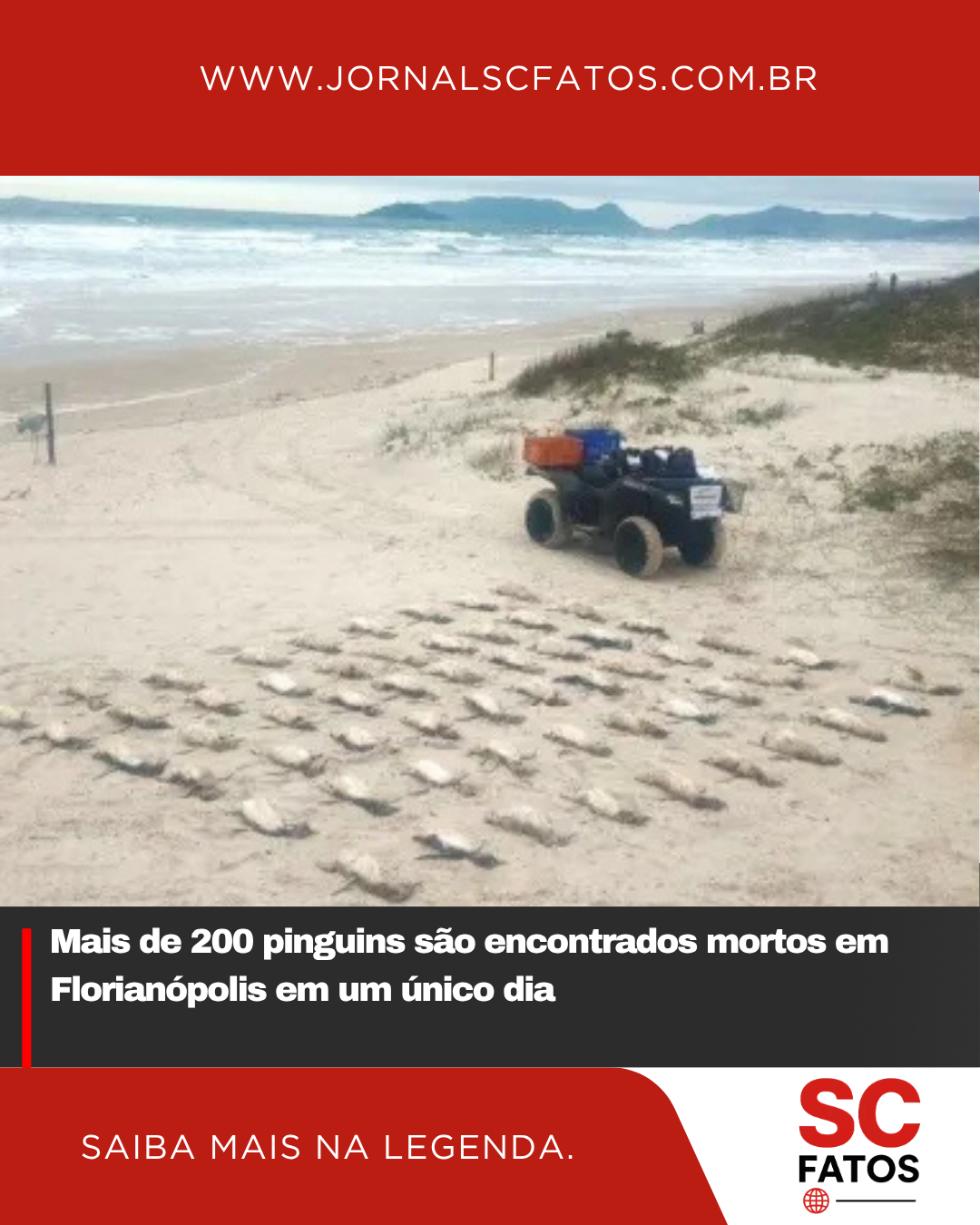 Mais de 200 pinguins são encontrados mortos em Florianópolis em um único dia
