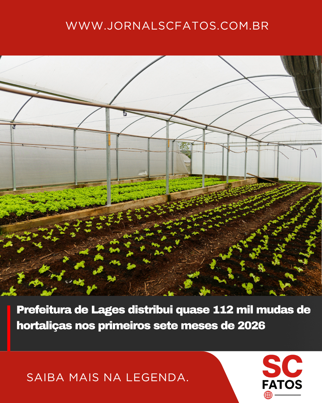 Prefeitura de Lages distribui quase 112 mil mudas de hortaliças nos primeiros sete meses de 2026