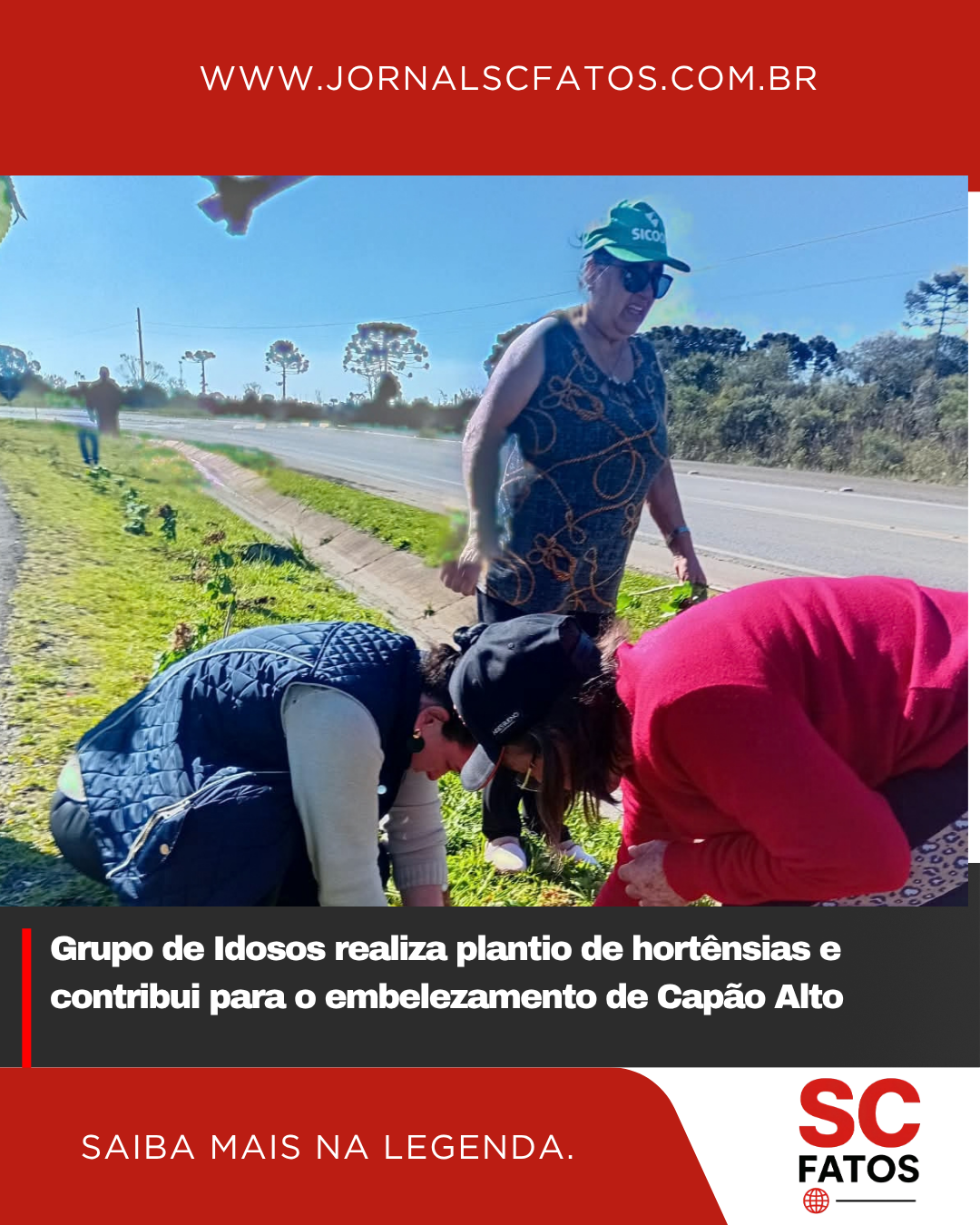 Grupo de Idosos realiza plantio de hortênsias e contribui para o embelezamento de Capão Alto