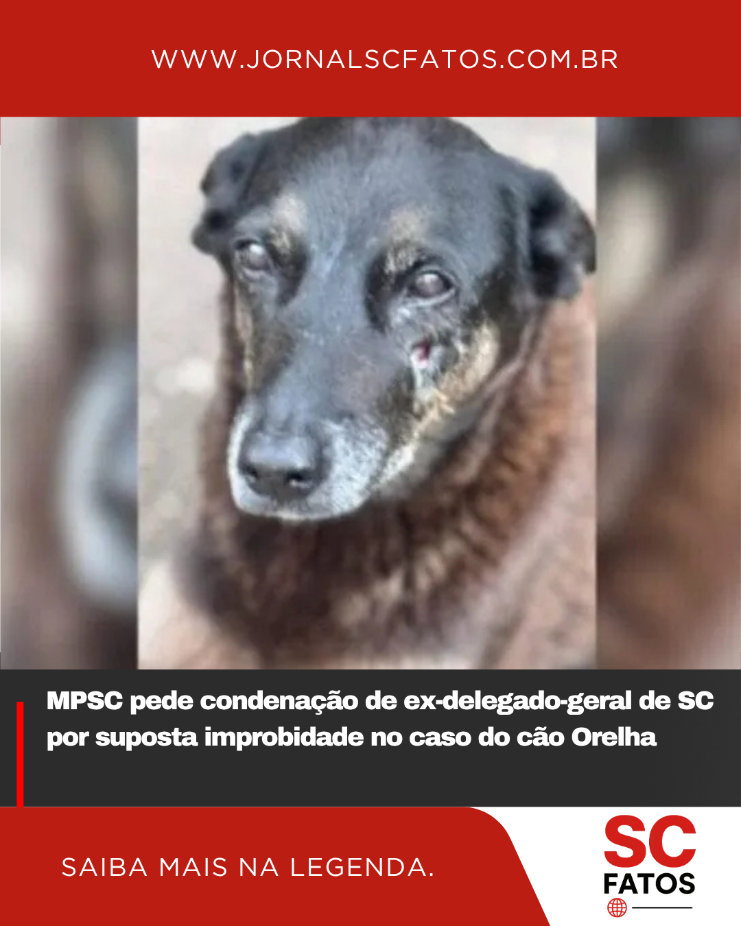 MPSC pede condenação de ex-delegado-geral de SC por suposta improbidade no caso do cão Orelha