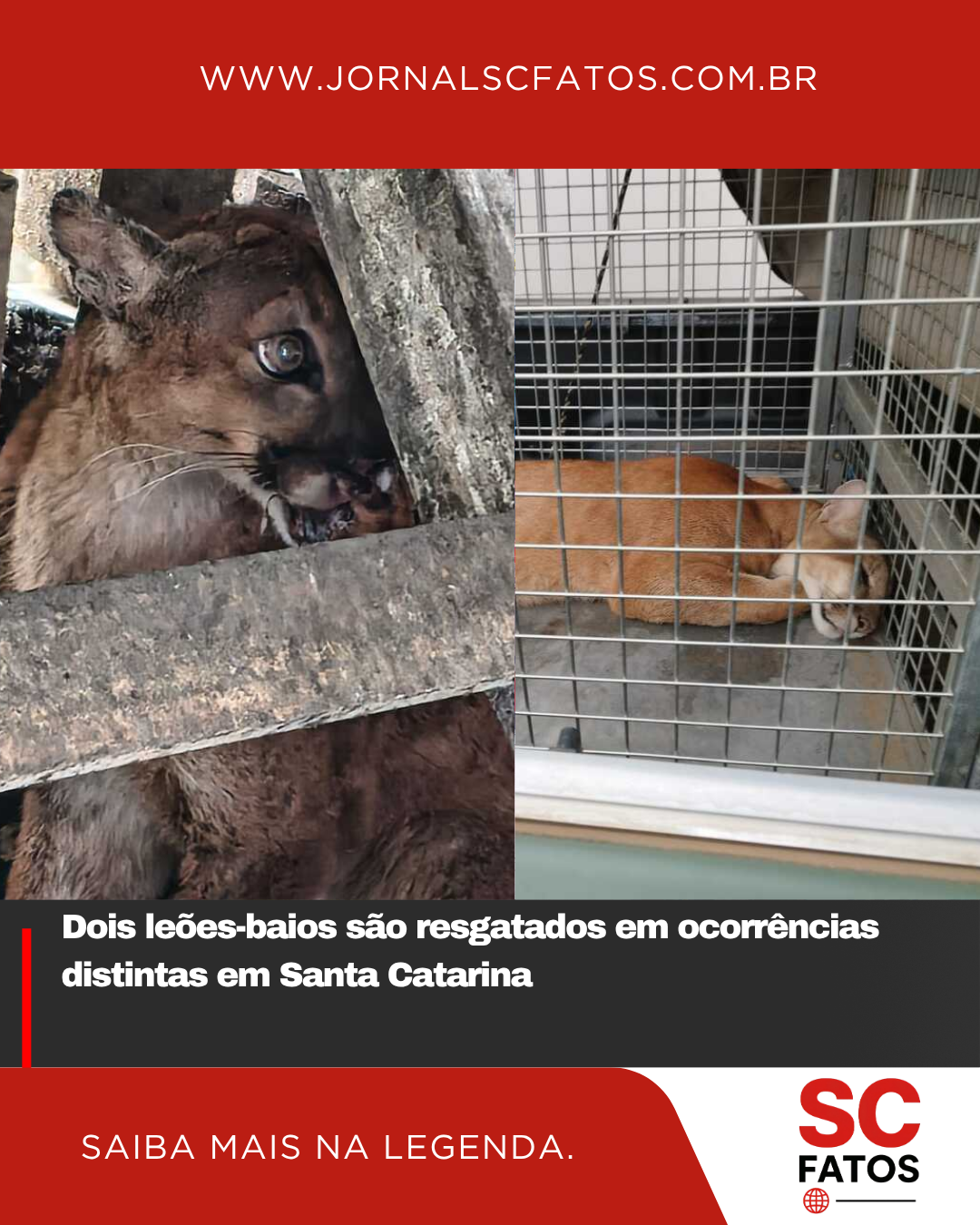 Dois leões-baios são resgatados em ocorrências distintas em Santa Catarina