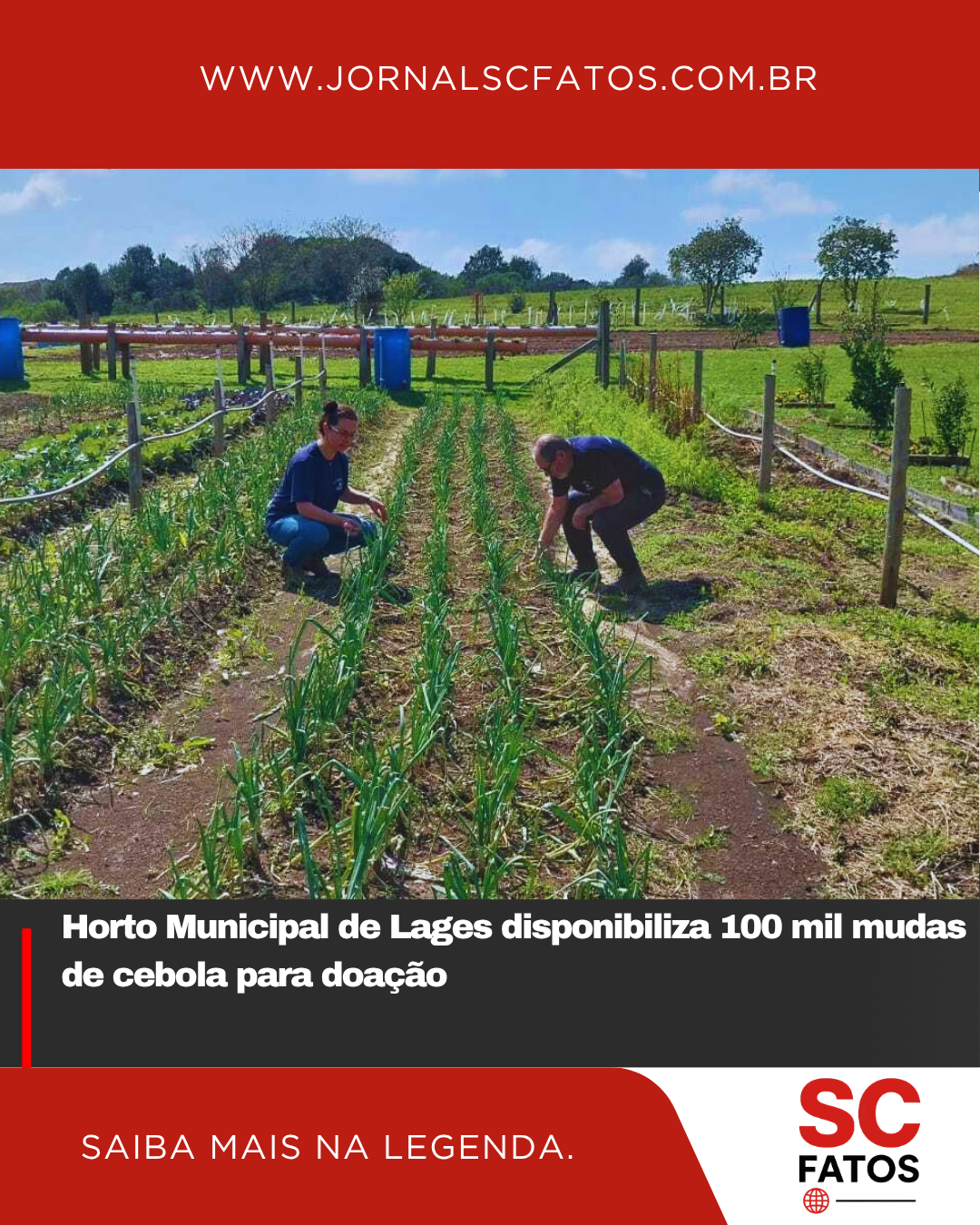 Horto Municipal de Lages disponibiliza 100 mil mudas de cebola para doação