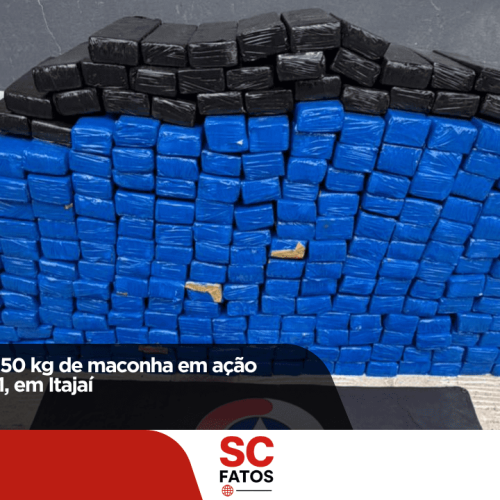 Polícia apreende 250 kg de maconha em ação conjunta na BR-101, em Itajaí