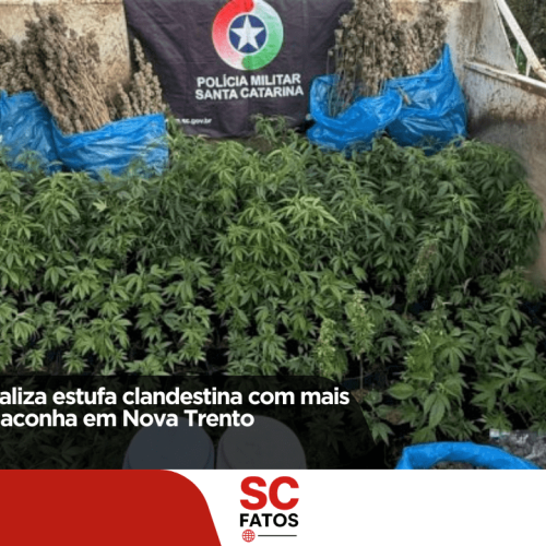 Polícia Militar localiza estufa clandestina com mais de 480 pés de maconha em Nova Trento