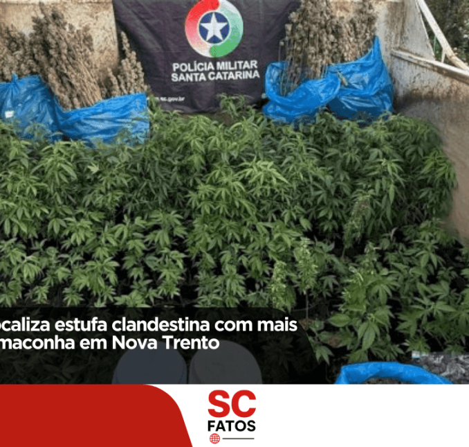 Polícia Militar localiza estufa clandestina com mais de 480 pés de maconha em Nova Trento