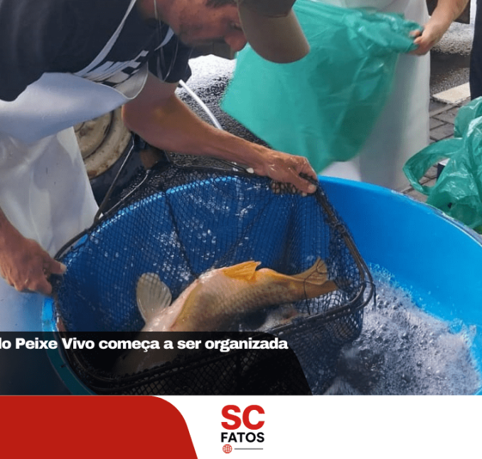 Tradicional Feira do Peixe Vivo começa a ser organizada em Lages