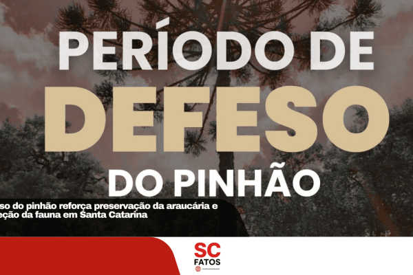 Defeso do pinhão reforça preservação da araucária e proteção da fauna em Santa Catarina