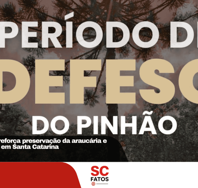 Defeso do pinhão reforça preservação da araucária e proteção da fauna em Santa Catarina