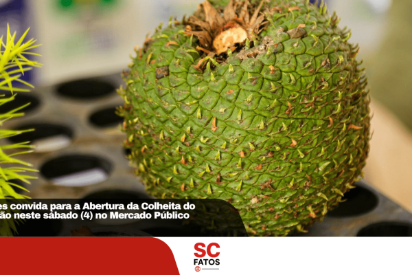 Lages convida para a Abertura da Colheita do Pinhão neste sábado no Mercado Público