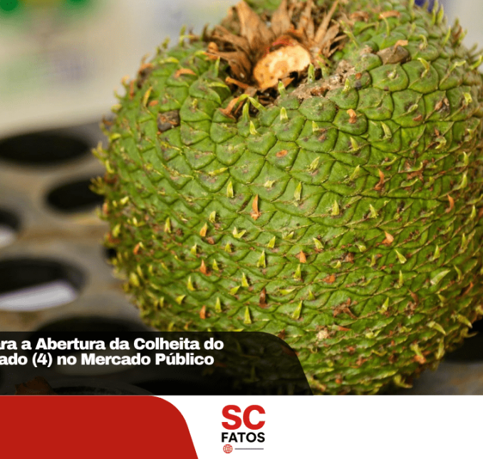 Lages convida para a Abertura da Colheita do Pinhão neste sábado no Mercado Público