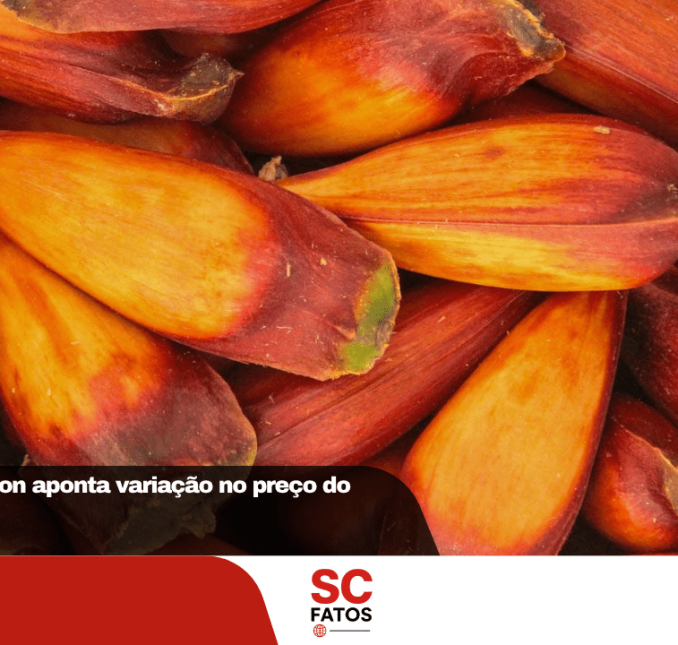 Pesquisa do Procon aponta variação no preço do pinhão em Lages
