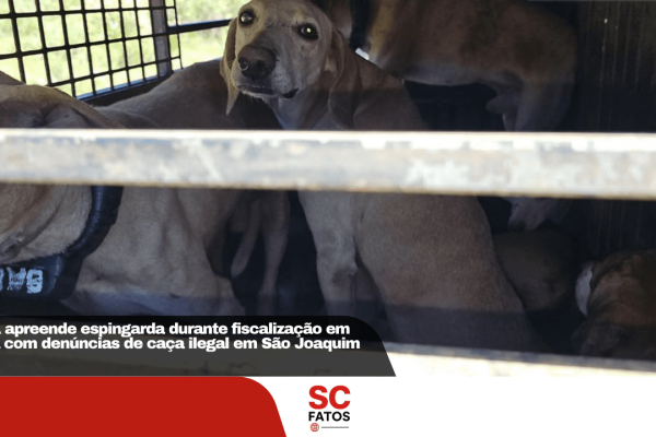 PMA apreende espingarda durante fiscalização em área com denúncias de caça ilegal em São Joaquim
