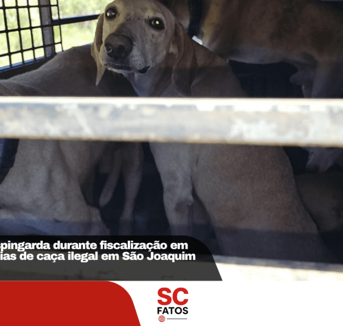 PMA apreende espingarda durante fiscalização em área com denúncias de caça ilegal em São Joaquim