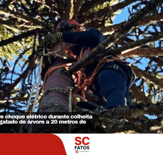 Adolescente sofre choque elétrico durante colheita de pinhão e é resgatado de árvore a 20 metros de altura em Painel