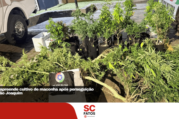 PMR apreende cultivo de maconha após perseguição em São Joaquim