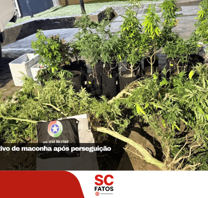 PMR apreende cultivo de maconha após perseguição em São Joaquim