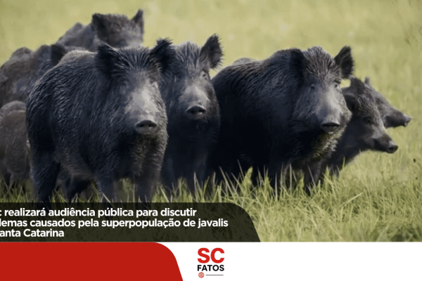 Alesc realizará audiência pública para discutir problemas causados pela superpopulação de javalis em Santa Catarina