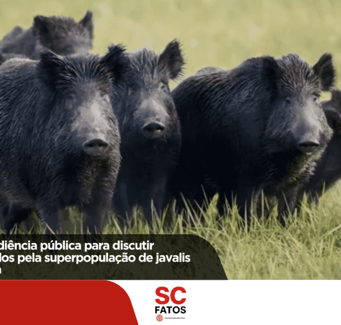 Alesc realizará audiência pública para discutir problemas causados pela superpopulação de javalis em Santa Catarina