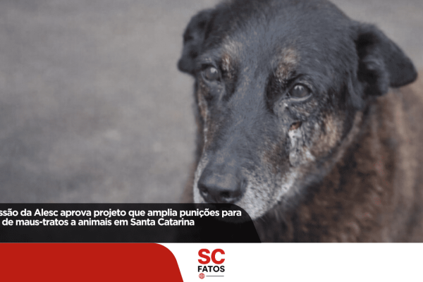 Comissão da Alesc aprova projeto que amplia punições para casos de maus-tratos a animais em Santa Catarina