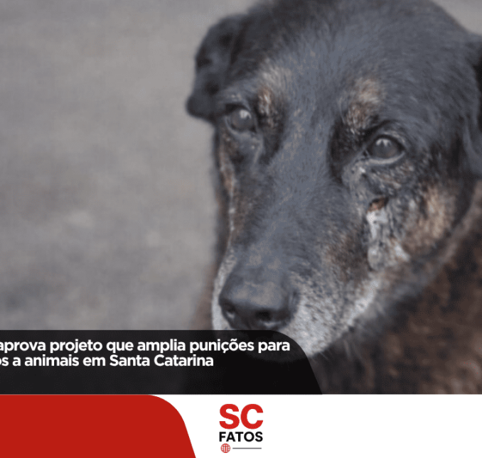 Comissão da Alesc aprova projeto que amplia punições para casos de maus-tratos a animais em Santa Catarina