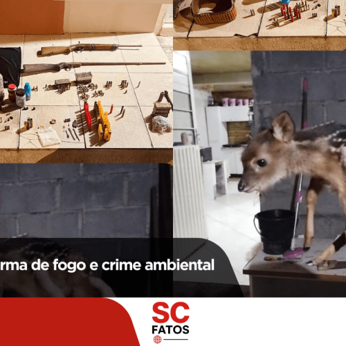 Posse ilegal de arma de fogo e crime ambiental