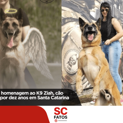 Polícia Civil presta homenagem ao K9 Ziah, cão policial que atuou por dez anos em Santa Catarina