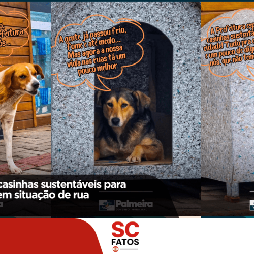 Palmeira instala casinhas sustentáveis para acolher animais em situação de rua