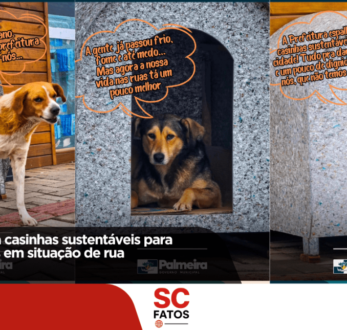 Palmeira instala casinhas sustentáveis para acolher animais em situação de rua