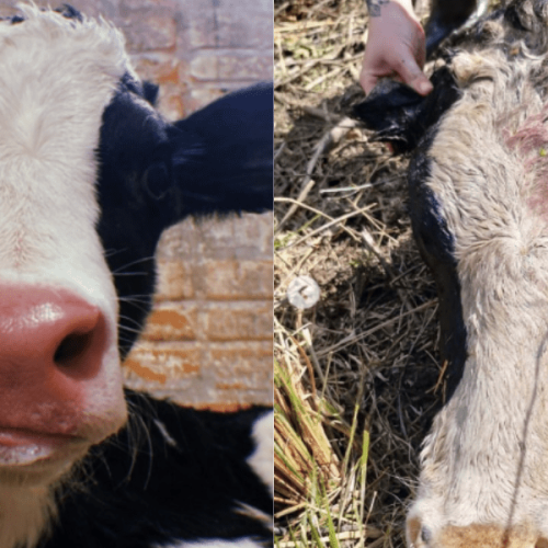 Udesc Lages registra abate ilegal de vaca prenhe e mobiliza comunidade acadêmica!