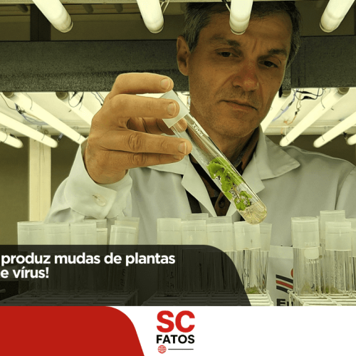 Epagri de Lages produz mudas de plantas frutíferas livres de vírus!