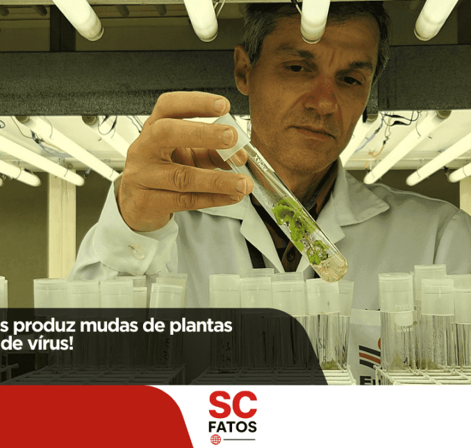Epagri de Lages produz mudas de plantas frutíferas livres de vírus!