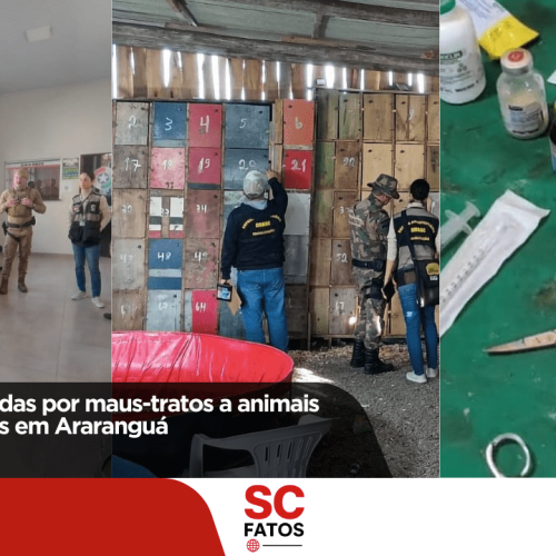 17 pessoas autuadas por maus-tratos a animais em rinha de galos em Araranguá