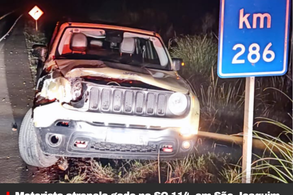 Motorista atropela gado na SC-114, em São Joaquim
