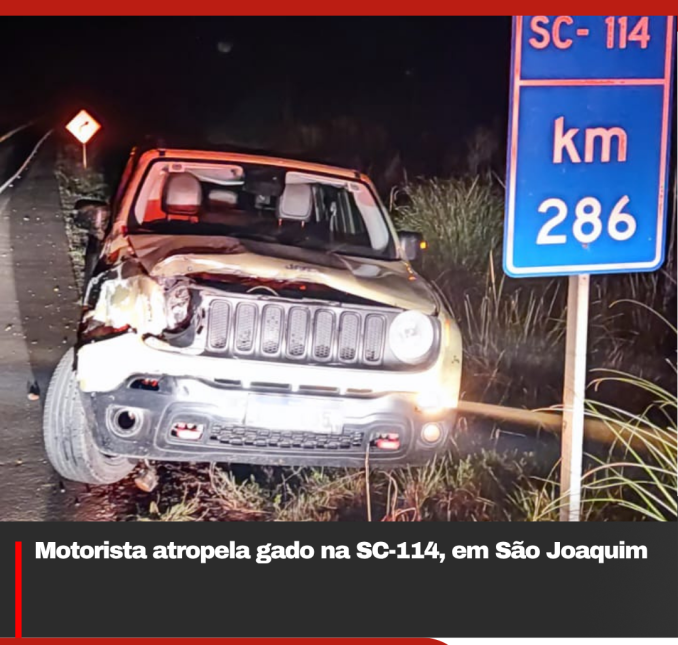 Motorista atropela gado na SC-114, em São Joaquim