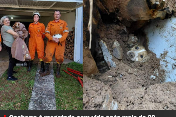 Cachorro é resgatado com vida após mais de 20 horas sob escombros de muro em Concórdia