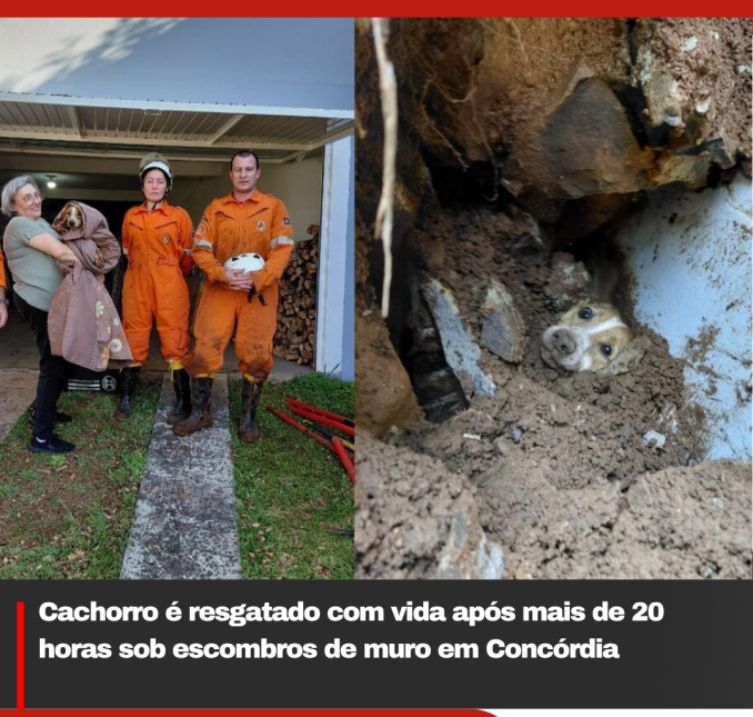 Cachorro é resgatado com vida após mais de 20 horas sob escombros de muro em Concórdia