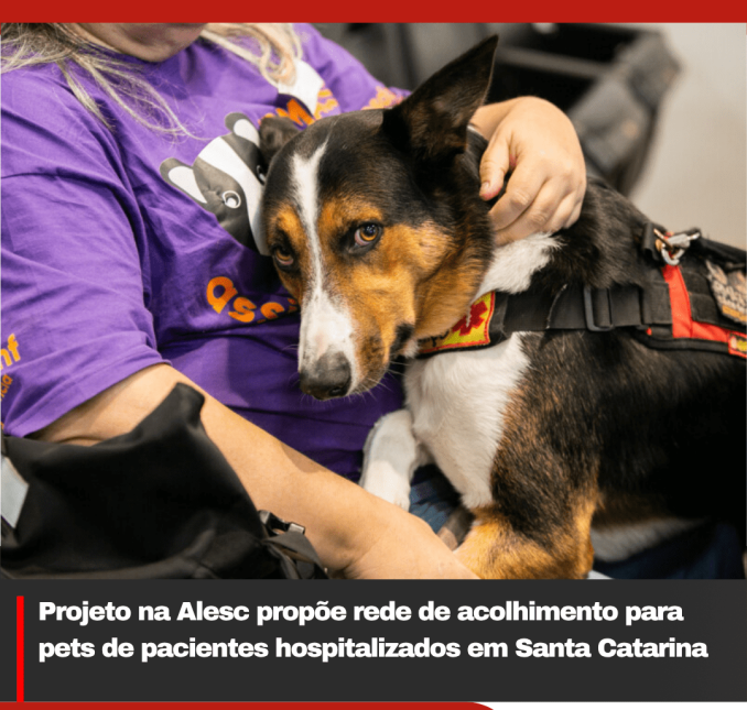 Projeto na Alesc propõe rede de acolhimento para pets de pacientes hospitalizados em Santa Catarina