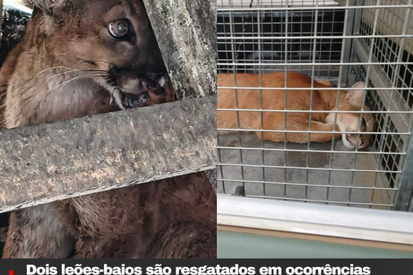 Dois leões-baios são resgatados em ocorrências distintas em Santa Catarina