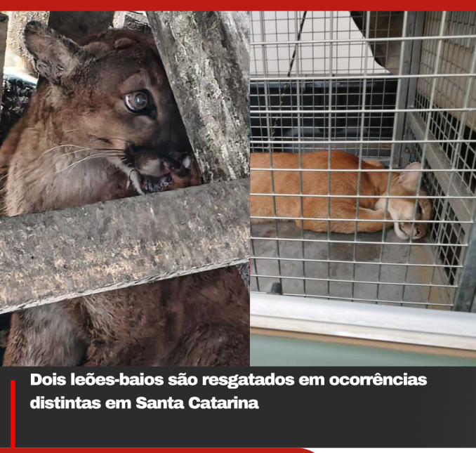 Dois leões-baios são resgatados em ocorrências distintas em Santa Catarina