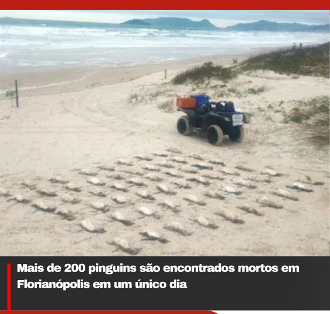 Mais de 200 pinguins são encontrados mortos em Florianópolis em um único dia