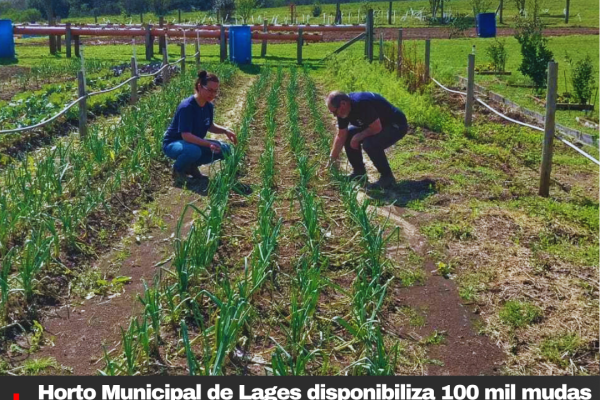 Horto Municipal de Lages disponibiliza 100 mil mudas de cebola para doação