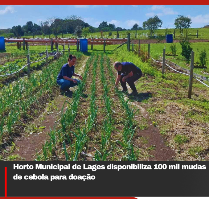 Horto Municipal de Lages disponibiliza 100 mil mudas de cebola para doação